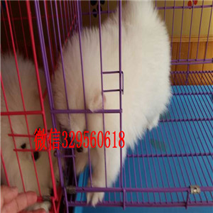 蚌埠博美犬哪里有卖哈多利球体博美俊介博美纯种球体博美价格