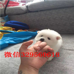 南平博美犬哪里有卖犬舍直销纯正博美犬俊介博