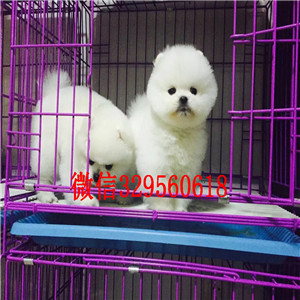 黄山博美犬哪里有卖出售纯种博美犬茶杯博美犬