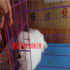 蚌埠博美犬哪里有卖哈多利球体博美俊介博美纯