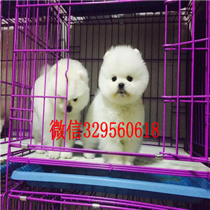 日喀则博美犬哪里有卖纯种博美幼犬博美价格纯