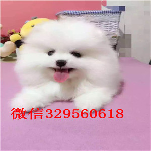 果洛州博美犬哪里有卖犬舍直销纯正博美犬俊介