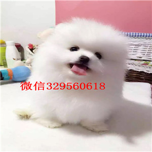 铜陵出售纯种博美犬黄色博美出售博美价格茶杯