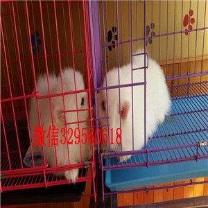 武威出售哈多利博美纯种博美幼犬俊介博美哪里