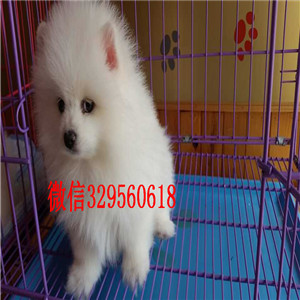 娄底博美犬哪里有卖出售纯种博美犬博美图片纯种球体博美价格