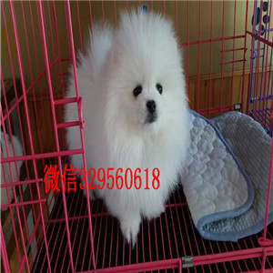 娄底博美犬哪里有卖出售纯种博美犬博美图片纯种球体博美价格