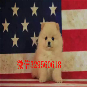 南充哪里能买到纯种小体博美哈多利球体博美博