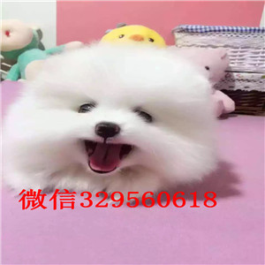 内江哪里有卖纯种博美黄色博美出售博美价格茶杯博美 白色博美