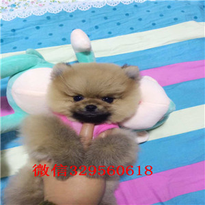 河池博美犬哪里有卖出售纯种博美犬茶杯博美犬大概多少钱哪里能买到博美