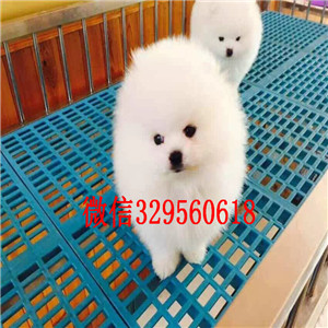 怒江博美犬哪里有卖出售纯种博美犬博美价格纯