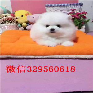 郴州出售哈多利博美哈多利球体博美极品哈多利