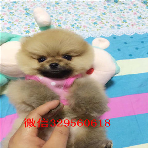 河池博美犬哪里有卖出售纯种博美犬茶杯博美犬大概多少钱哪里能买到博美