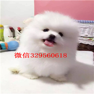 阿里出售哈多利博美犬舍直销纯正博美犬极品哈