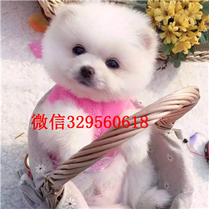 三沙博美犬哪里有卖出售纯种博美犬博美价格哪