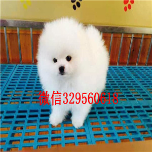 武威出售哈多利博美纯种博美幼犬俊介博美哪里能买到博美