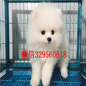 黑河出售纯种博美犬哈多利球体博美博美价格茶杯博美 白色博美