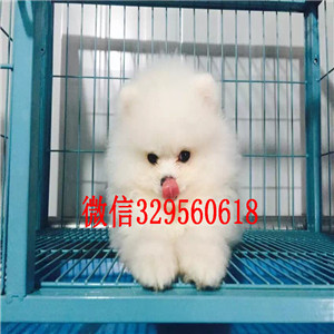 黑河出售纯种博美犬哈多利球体博美博美价格茶杯博美 白色博美