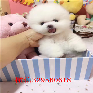 阳江出售纯种博美犬黄色博美幼犬出售哈多利球