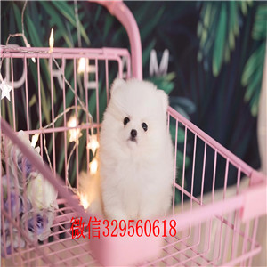 佳木斯哪里有卖纯种博美犬哈多利球体博美犬长