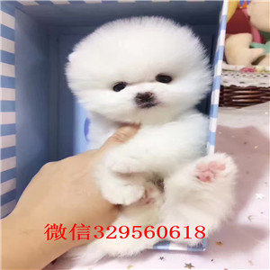 广元出售纯种博美犬黄色博美幼犬出售小体博美