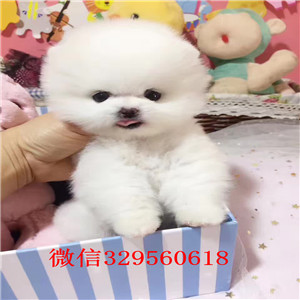 盘锦哪里有卖纯种博美犬出售俊介血系双血统哈