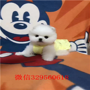 辽阳出售纯种博美犬出售俊介血系双血统长不大