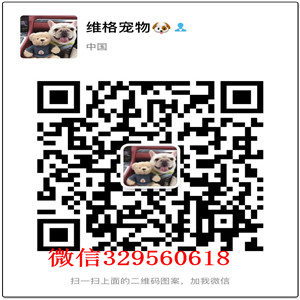 承德市哪里有卖纯种博美犬出售俊介血系双血统俊介多少钱一只白色哈体博美可爱