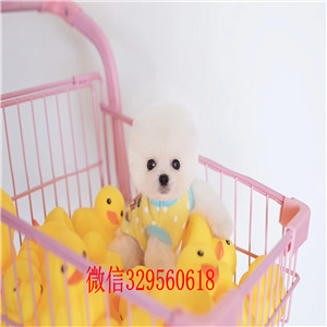 铜陵哪里有卖纯种博美犬白色博美多少钱一只哈