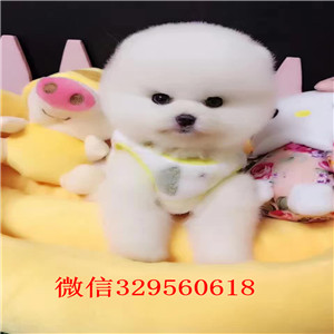 阿坝出售纯种博美犬白色博美多少钱一只长不大