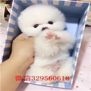 黔东南出售纯种博美犬白色博美多少钱一只小体博美犬纯种茶杯博美