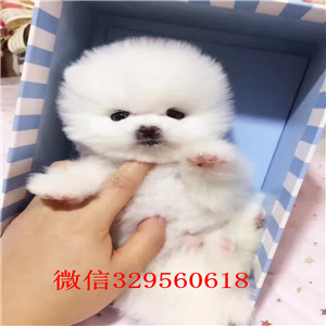 黑河哪里有卖博美黄色博美多少钱一只小体博美