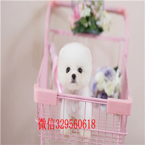 广安哪里有卖博美博美俊介多少钱哈多利球体博