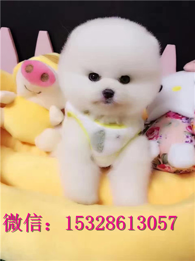 长沙哪里有卖博美犬 纯种博美犬多少钱 赛级博