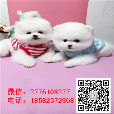 呼和浩特哪里有纯种博美幼犬出售 博美哈多利