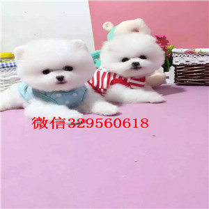 牡丹江纯种博美多少钱一只哈多利球体博美博美