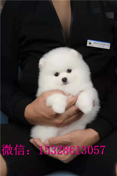 哈尔滨哪里有卖博美犬 纯种博美犬多少钱 哈尔