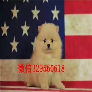 昌吉哪里有卖博美犬哈多利球体博美博美图片