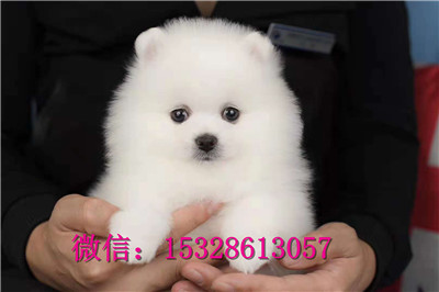 哈尔滨哪里可以买到纯种博美博美俊介多少钱纯