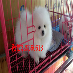 泰安哪里有卖博美犬哈多利球体博美博美价格