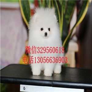 中卫博美犬出售 博美多少钱 白色博美 黄色博