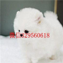  滨州哪里犬舍出售博美博美好养吗精品博美照