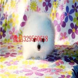  焦作哪里有博美卖多少钱博美好养吗出售纯种博美幼犬英系博美 小博美