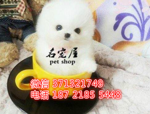 福州犬舍出售博美犬，小型犬狗狗，茶杯博美犬狗狗