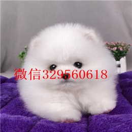  哈尔滨哪里有博美卖多少钱博美好养吗精品博