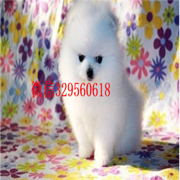  焦作哪里有博美卖多少钱博美好养吗出售纯种