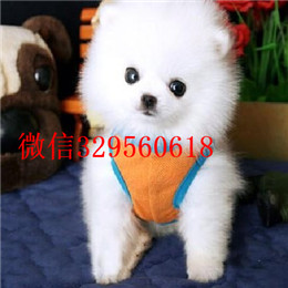  长沙哪里犬舍出售博美长不大的茶杯博美犬精