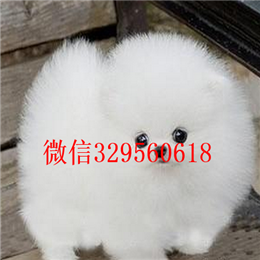  哈尔滨哪里有博美卖多少钱黄色博美出售精品