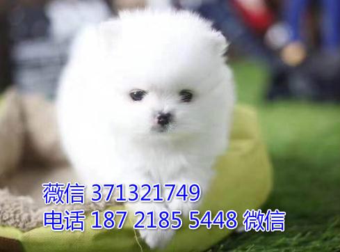 长沙出售茶杯犬狗狗博美犬幼犬 长沙犬舍哪里