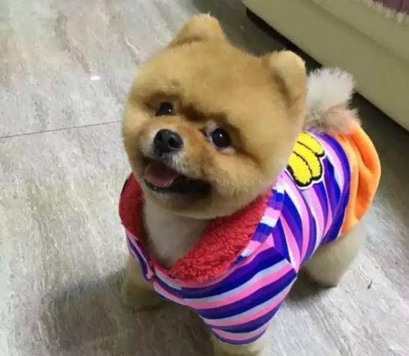 哈尔滨宠物狗犬舍出售纯种博美犬 迷你袖珍犬领养买狗在哪