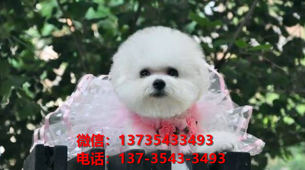 衡阳犬舍 纯种比熊犬买卖 狗市场在哪 网上哪里有宠物狗领养